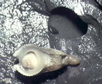 Piddock out of its burrow